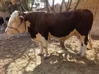 Bulle, Simmental cattle — Foto 1