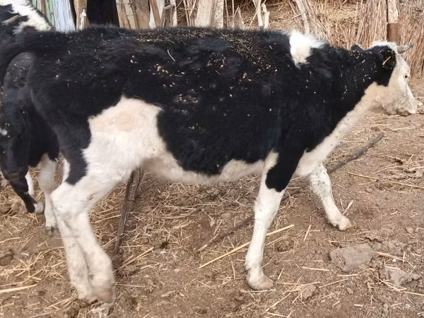 गाय, मवेशी — कज़ाखस्तान
