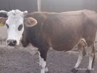 母牛, Simmental cattle — 照片 2