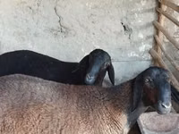 كبش, الأغنام — الصورة 4