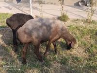 Ovejas (lote, sexo no especificado), Ovejas — foto 1