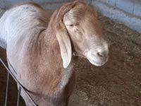 Widder, Arashan sheep — Foto 3