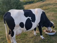 母牛, Russian Black pied cattle — 照片 1