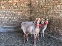 Schaf, Arashan sheep — Foto 6