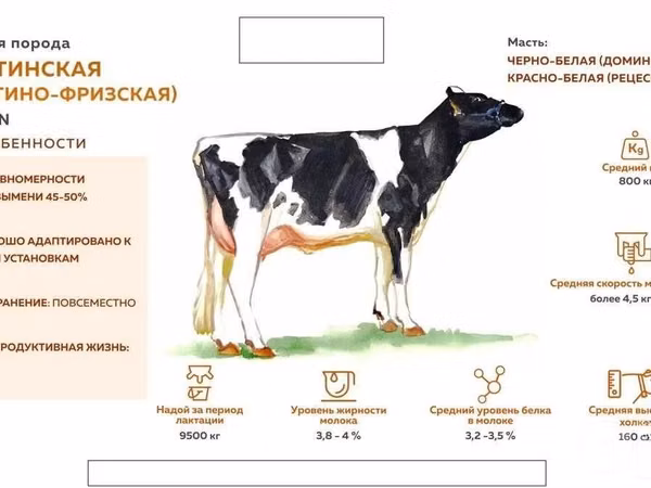 母牛, Holstein breed — 乌兹别克斯坦
