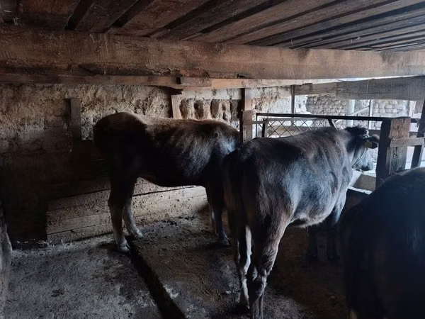 母牛, Cattle — 吉尔吉斯斯坦