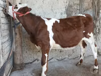 Bulle, Simmental cattle — Foto 3