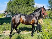 حصان, Swedish warmblood horse — الصورة 8