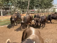 Bovinos (lote, sexo no especificado), Swiss cattle — foto 5