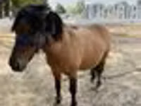 Pferde (Partie, Geschlecht nicht angegeben), Australian Pony — Foto 6