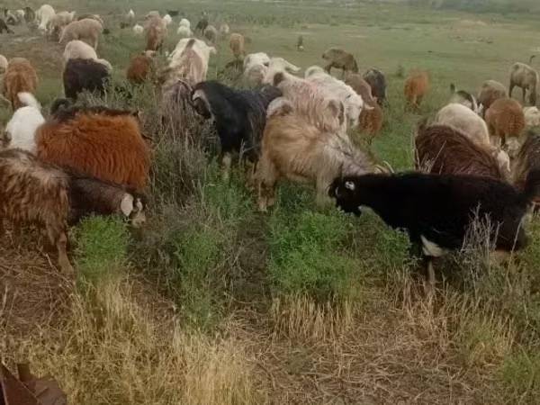 عنزة, الماعز