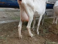 母山羊, Alpine goat — 照片 3