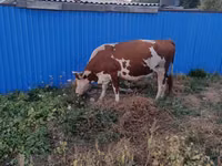 Сиыр, Latvian Blue cattle — 1-сурет