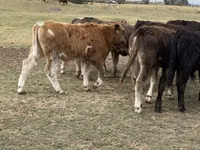 公牛, Cattle — 照片 4