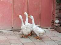 Geese — 照片 4