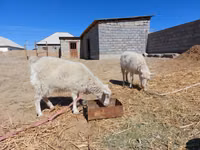 母山羊, Goats — 照片 2
