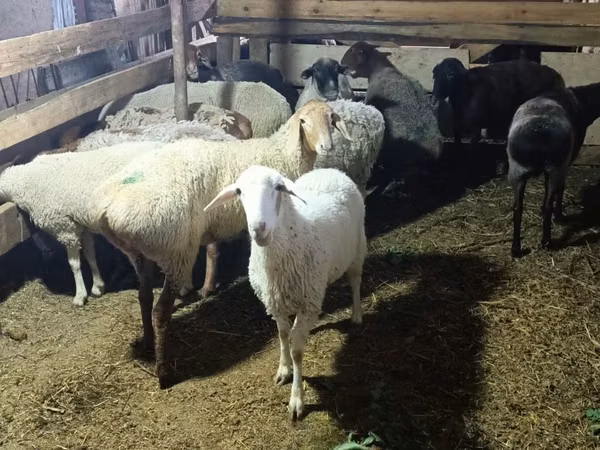 أغنام (دفعة، الجنس غير محدد), Kazakh fat-tailed coarsewool sheep — كازاخستان