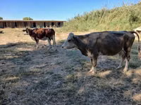 गाय, Latvian Blue cattle — फ़ोटो 4