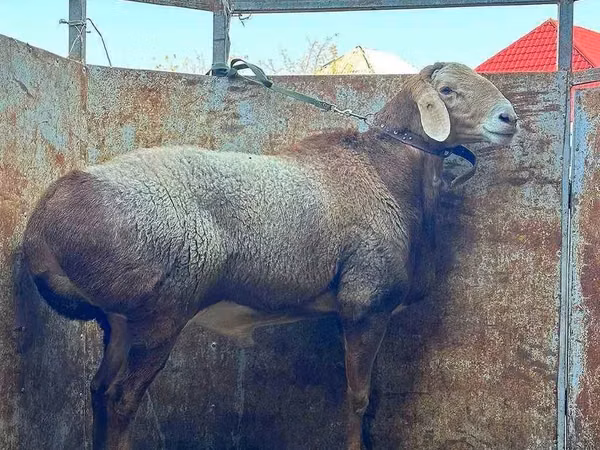 Carnero, Ovejas