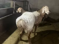 Қошқар, Arashan sheep — 6-сурет