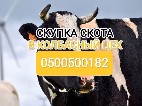 Бык, Голштинская порода — Кыргызстан