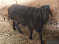 كبش, Hissar sheep — الصورة 3
