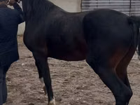 Hengst, Orlov Trotter — Foto 6