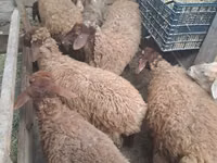 公羊, Sheep — 照片 2