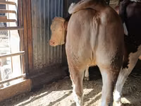 Kuh, Latvian Blue cattle — Foto 4