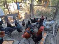 Marans — Foto 2