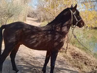 Hengst, Karabair horse — Foto 2
