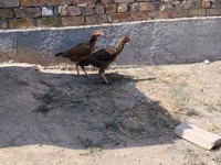 Ayam Cemani — Foto 8