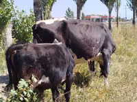 Bulle, Swiss cattle — Foto 2