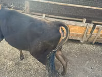 母牛, Cattle — 照片 1