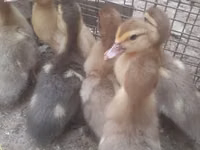 Ducks — फ़ोटो 4
