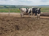 Vaca, Russian Black pied cattle — foto 4
