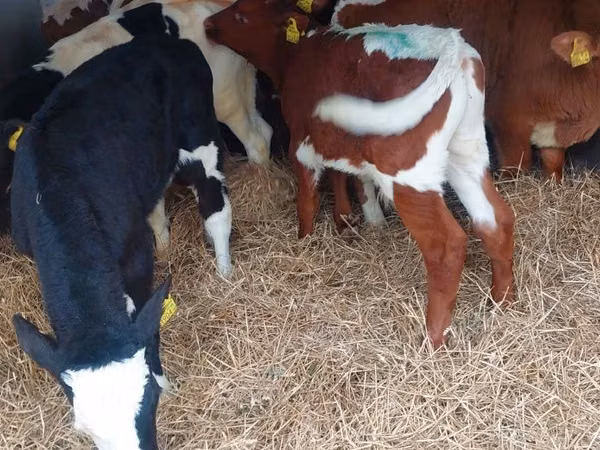 Bovinos (lote, sexo no especificado), Simmental cattle