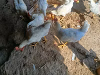Chickens — Foto 1