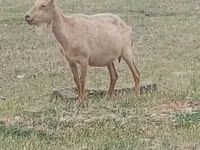 Ziegenbock, Saanen goat — Foto 1