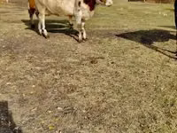 गाय, गोलस्टीन नस्ल — फ़ोटो 2