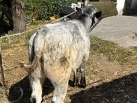 Bulle, Ukrainian grey cattle — Foto 3