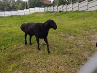 كبش, Hissar sheep — الصورة 1