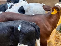 Rinder (Partie, Geschlecht nicht angegeben), Simmental cattle — Foto 4