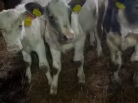 Vaca, Ganado vacuno — foto 6