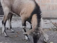 تيس, Nubian Goat — الصورة 2