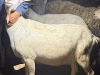 Cabra, Alpine goat — foto 5