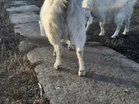 Ziege, Saanen goat — Foto 2