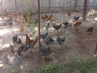 Chickens — 照片 1