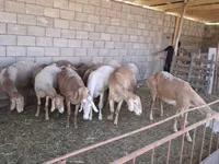 Widder, Hissar sheep — Foto 1