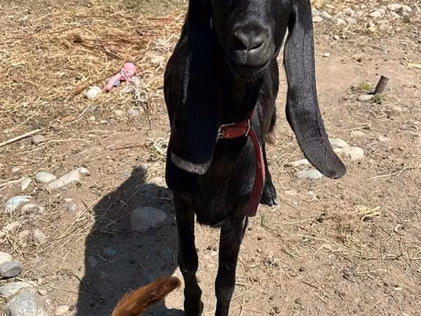 Ziege, Kamori goats
